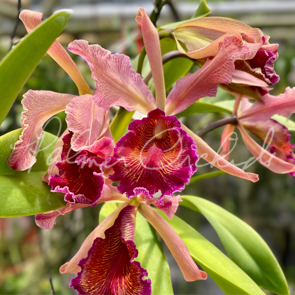 Rlc. Akiko Sato — Palmer Orchids